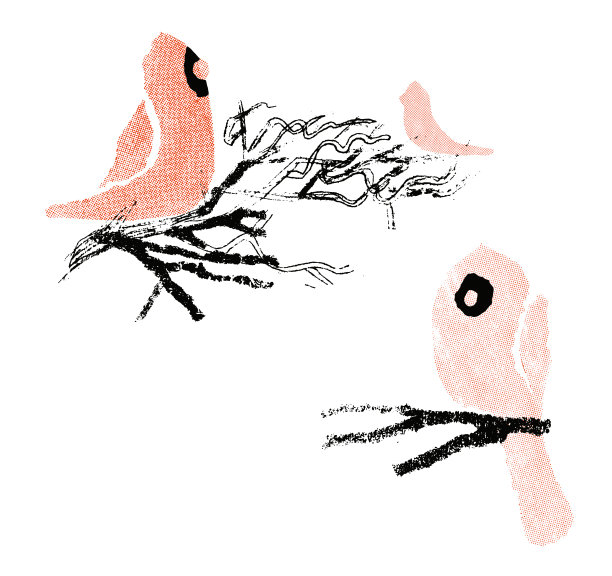 红衣主教图片下载