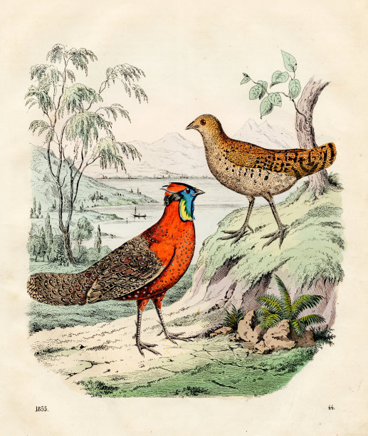 深红色角雉彩色板插图1855图片下载