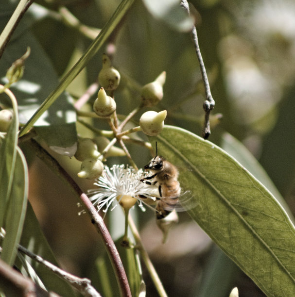 魔术师图片下载
