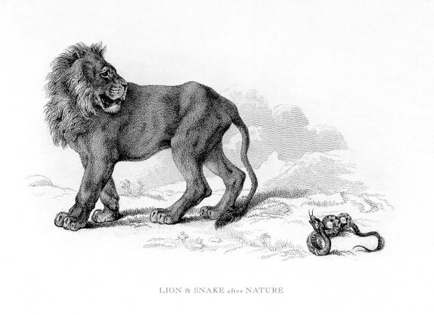雄性非洲狮和蛇雕刻插图图片下载