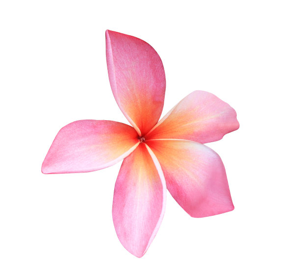 鸡蛋花或鸡蛋花或庙树花。图片下载