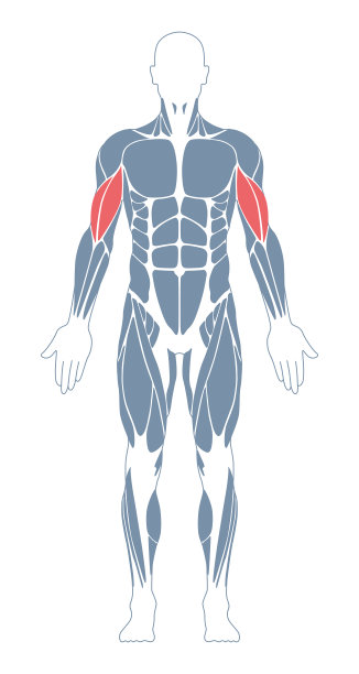 肌肉系统。人类的身体。男性解剖学。运动健身训练健身房锻炼矢量插图。前视图。肱二头肌肌肉图片下载