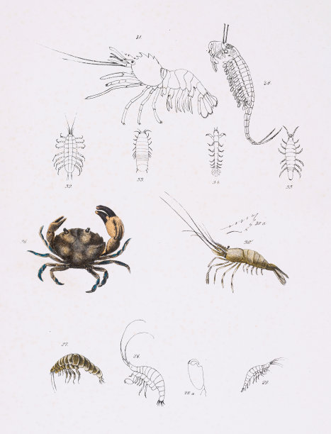 虾蟹色谱仪1843年图片下载