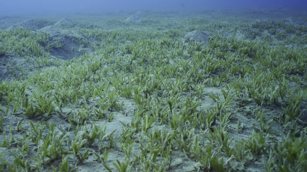 光滑的丝带海草（Cymodocea rotundata），覆盖着绿色海草的海床。水下景观，红海，埃及图片下载