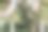 婚礼招待会上的拱门特写照片，装饰着柔和的玫瑰和绿叶图片下载