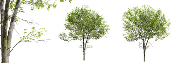 郁金香树孤立在白色背景和选择性聚焦特写。3 d渲染。图片下载