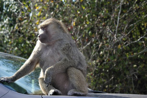 城市猿图片下载