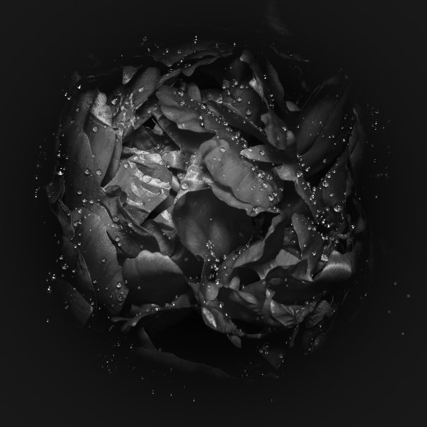 湿牡丹图片下载