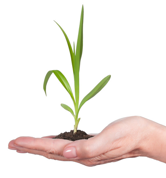 女人的手与绿色的芽孤立在白色的背景上图片下载