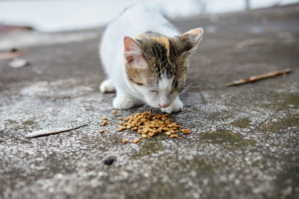 怀孕的猫在水泥地上吃猫粮图片下载