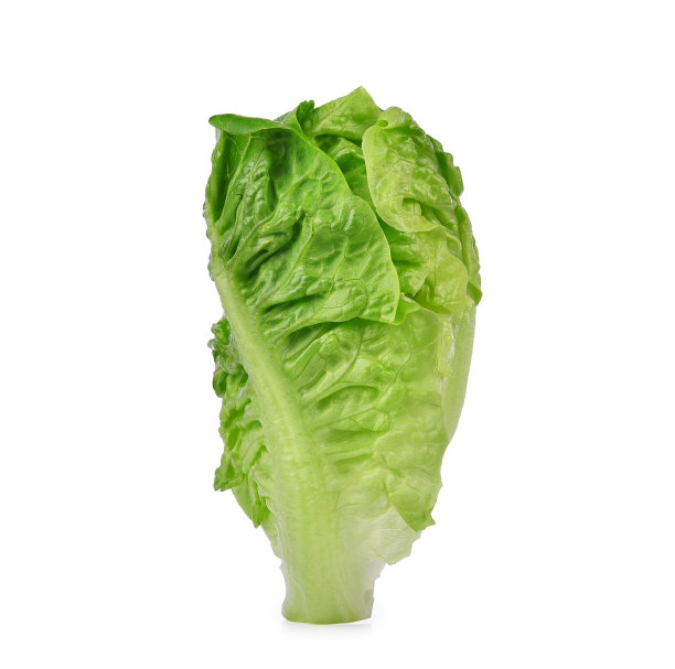 新鲜的绿色cos莴苣孤立在白色上图片下载