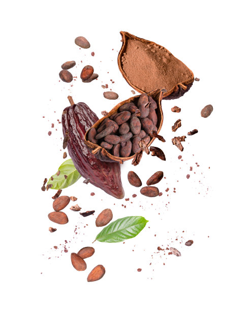 可可果、可可豆和巧克力粉图片下载