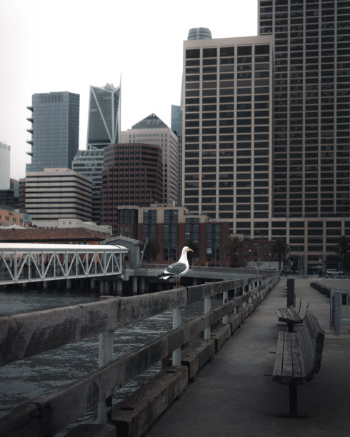 旧金山孤独的海鸥图片下载