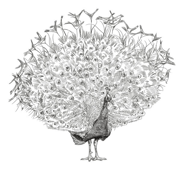 矢量图的孔雀图片下载