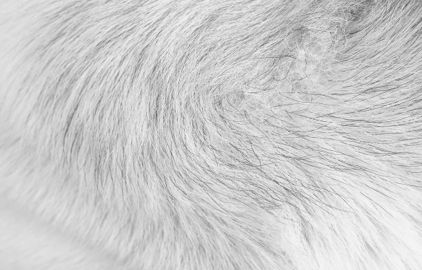 毛绒绒的狗具有长线条光滑的纹理，黑白花纹自然为背景图片下载