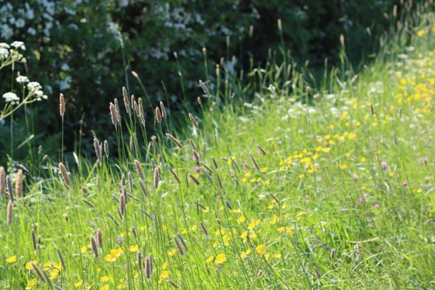 长草和野花在路边的绿色边缘，在阳光下图片下载