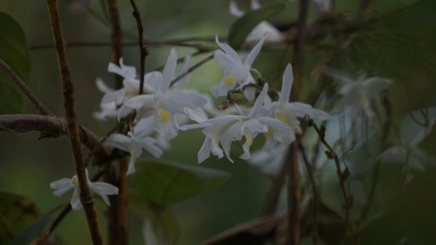 白色的兰花在花园里盛开图片下载