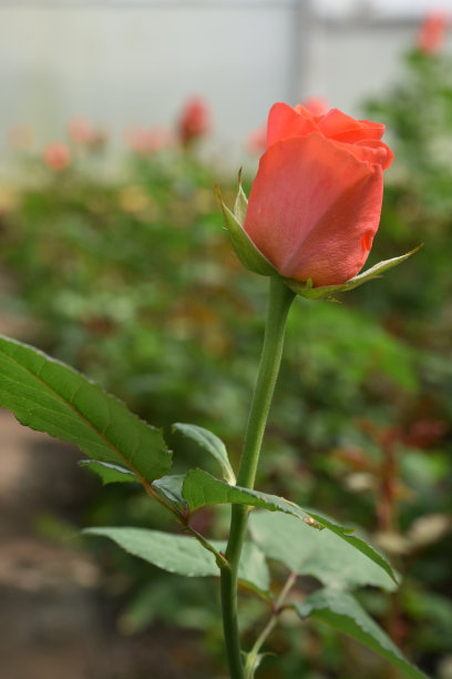 温室里的玫瑰。很多红玫瑰。越来越多的玫瑰图片下载