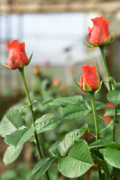 温室里的玫瑰。很多红玫瑰。越来越多的玫瑰图片下载