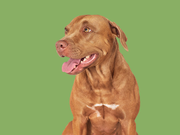 可爱的棕色狗。特写镜头,在室内。工作室的照片图片下载