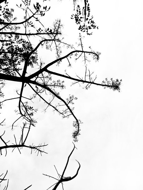 在白色背景上孤立的干树图片下载