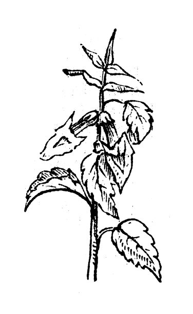 古玩雕刻插画:芝麻图片下载