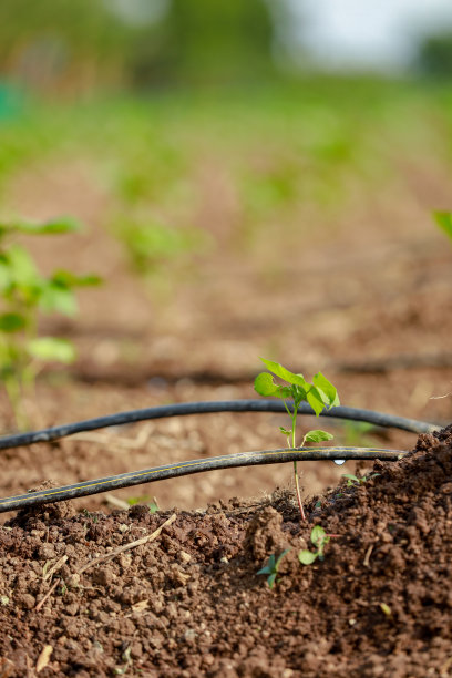 印度农业棉花幼树，小植物生长在农场图片下载