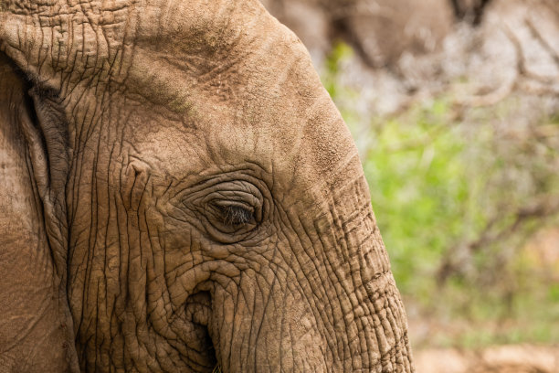 有力的野生非洲象特写图像图片下载