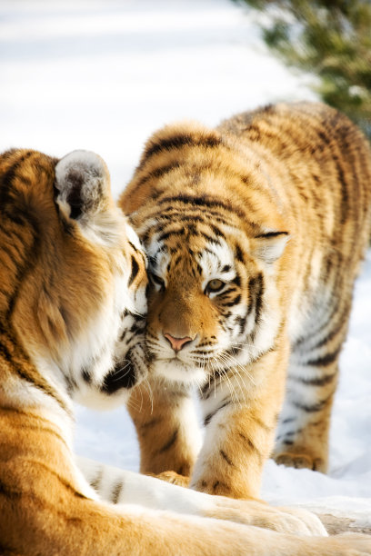 西伯利亚虎和幼崽图片下载