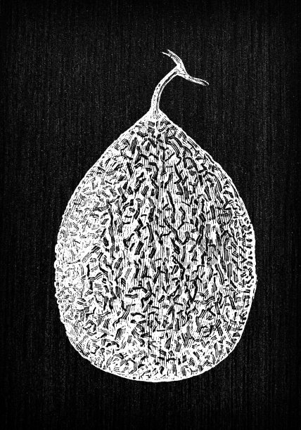 植物学蔬菜植物仿古雕刻插图:肉豆蔻瓜图片下载