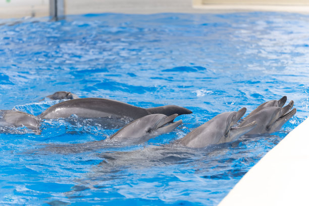 海豚。图片下载