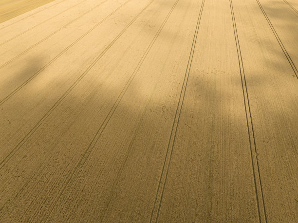 无人机在收获季节拍摄的成熟麦田鸟瞰图。象征着农业和农村世界图片下载