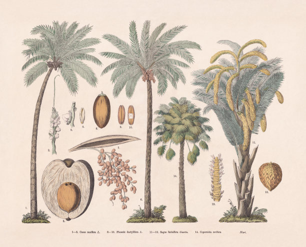 棕榈树，手工彩色木版画，出版于1887年图片下载