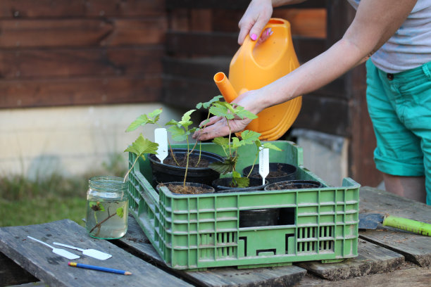一位女园丁在花盆里给新栽的插枝浇水。图片下载