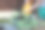 一位女园丁在花盆里给新栽的插枝浇水。图片下载