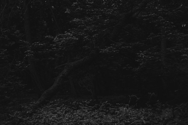 幽暗的森林，黑白相间，黑色的金属森林图片下载