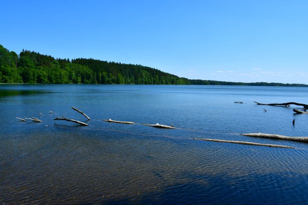 在一个阳光明媚的夏日里，在波兰的森林或荒野旁，一棵高大的树掉进了一个巨大而浅的河流或湖泊，旁边是一个长满草和沙子的水库海岸图片下载