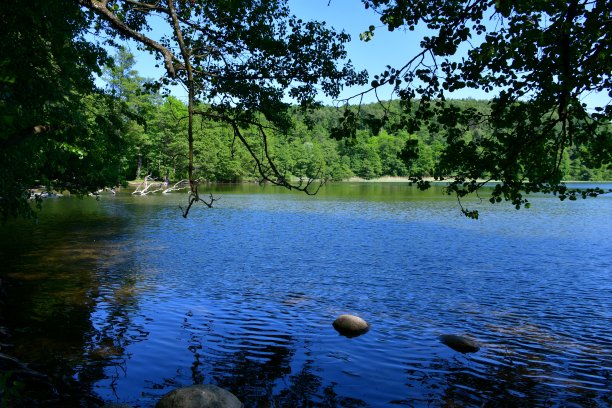 在一个阳光明媚的夏日里，在波兰的森林或荒野旁，一棵高大的树掉进了一个巨大而浅的河流或湖泊，旁边是一个长满草和沙子的水库海岸图片下载