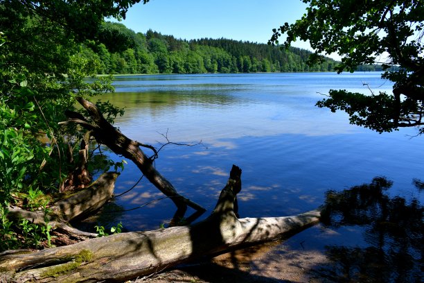 在一个阳光明媚的夏日里，在波兰的森林或荒野旁，一棵高大的树掉进了一个巨大而浅的河流或湖泊，旁边是一个长满草和沙子的水库海岸图片下载