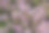 盛开的芳香百里香，百里香，野生百里香，爬行百里香，或小精灵百里香特写，微距照片。美丽的食物和药用植物在阳光明媚的日子里图片下载