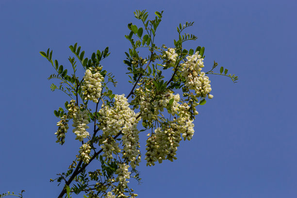 茂盛开花的刺槐枝有刺槐、假刺槐、刺槐等。花蜜的来源，温柔而芬芳的蜂蜜。槐树花-刺槐图片下载