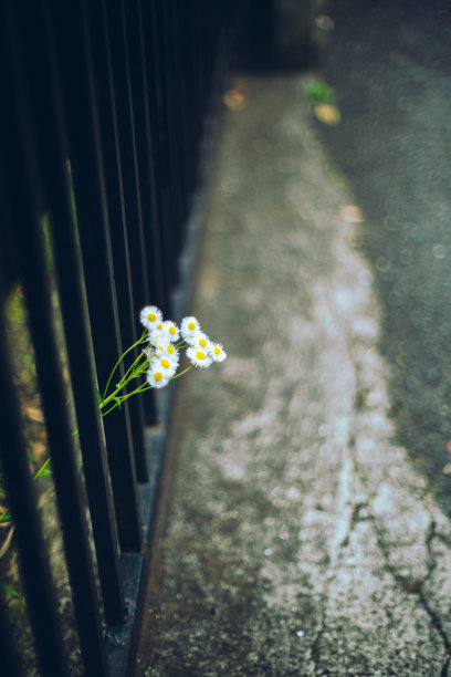 一朵无名的小花盛开在东京一个住宅区的角落里。图片下载