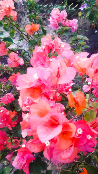 美丽的橙色花朵，让你目瞪口呆图片下载