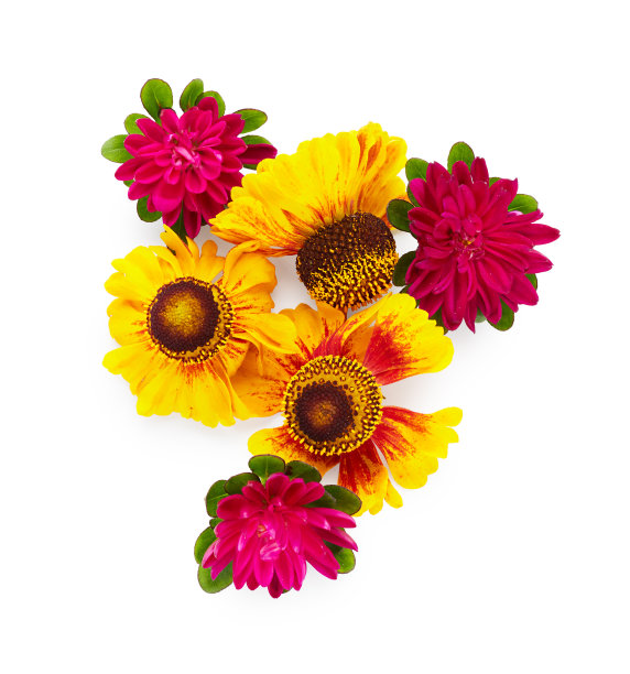 夏季玛格丽特花孤立在白色背景上图片下载