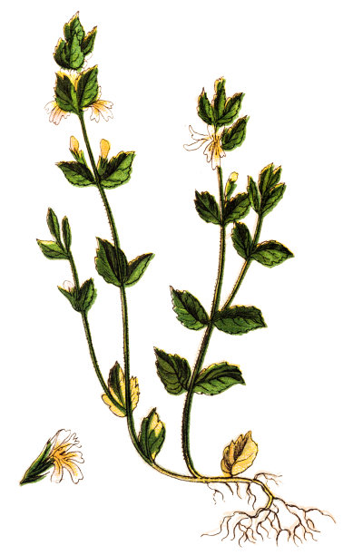 胡杨(胡杨，艾草，艾草)图片下载