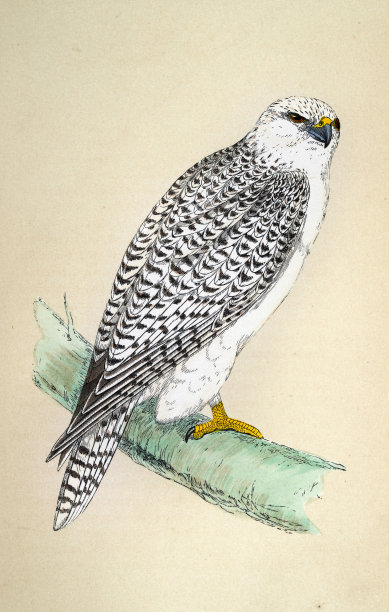 Gyrfalcon, Jer Falcon，猛禽，野生动物，鸟类，艺术，19世纪图片下载