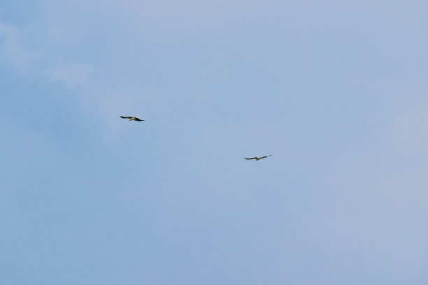 雄伟的白腹海鹰在飞翔。白腹鱼鹰、白胸海鹰在蓝天上飞翔。从下方拍摄的猛禽展翅图片下载