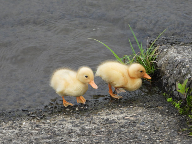 小鸭图片下载