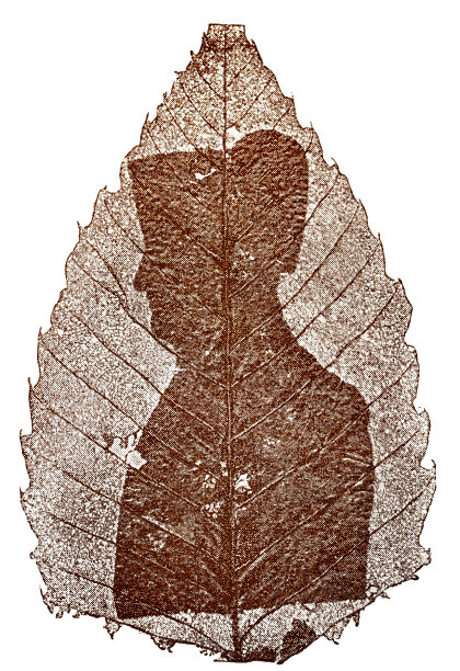 拿破仑侧面的干叶子图片下载