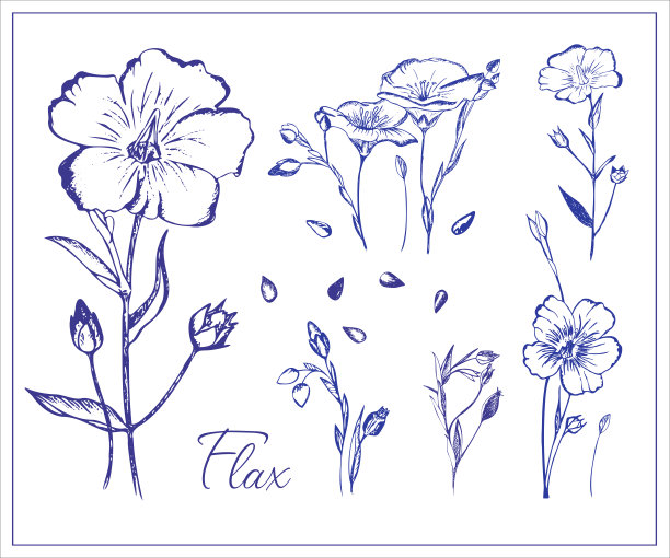 亚麻的花和种子。图片下载